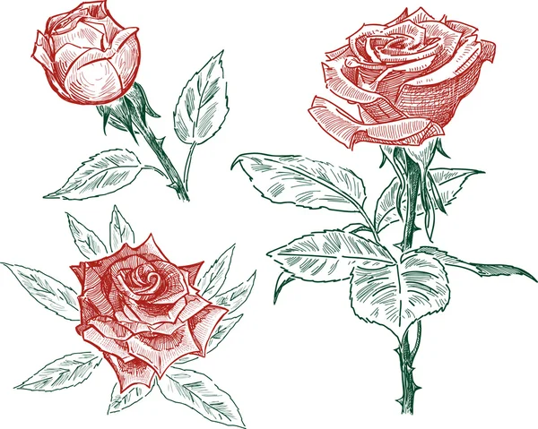 Szkice róż — Wektor stockowy