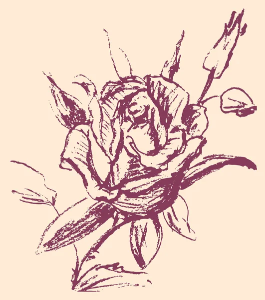 Croquis de rose — Image vectorielle