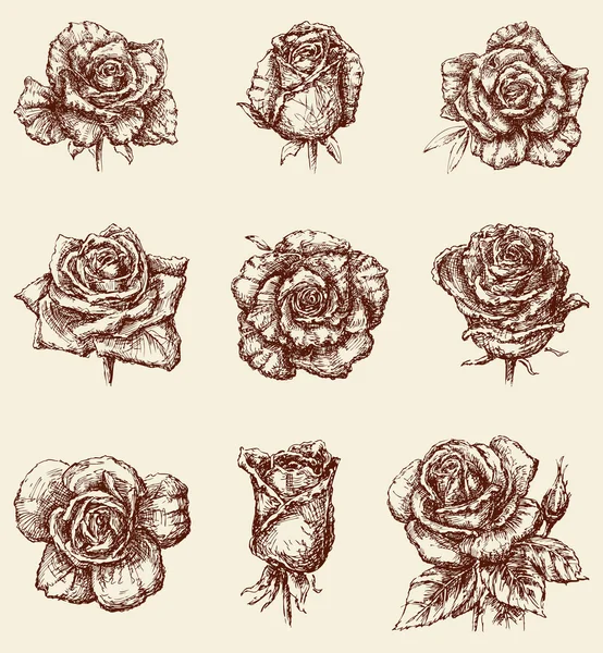 Bocetos de rosas — Archivo Imágenes Vectoriales
