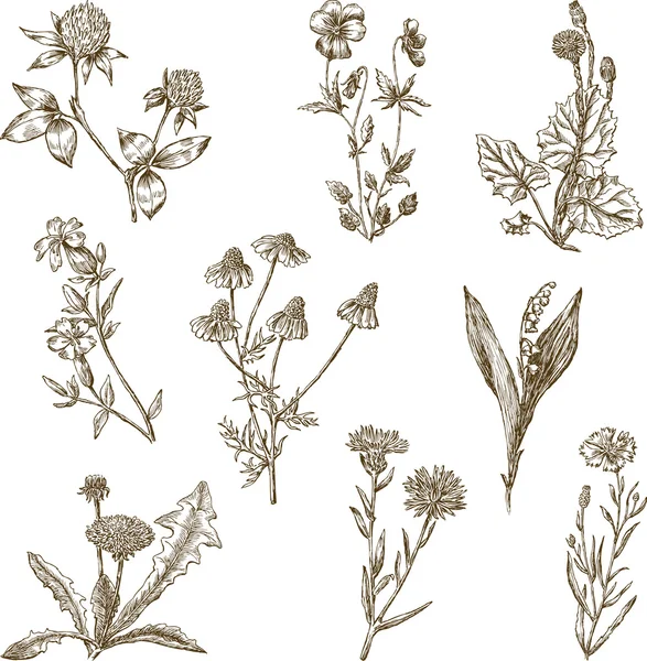 Conjunto de las flores silvestres — Archivo Imágenes Vectoriales