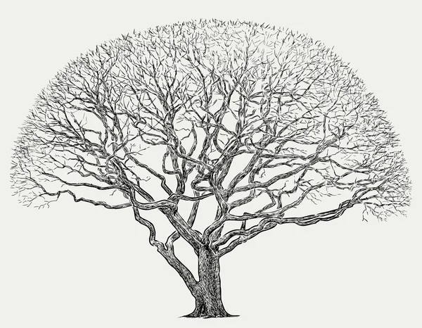 Silueta de un árbol grande — Vector de stock