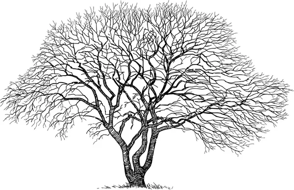 Silueta de un árbol viejo — Vector de stock