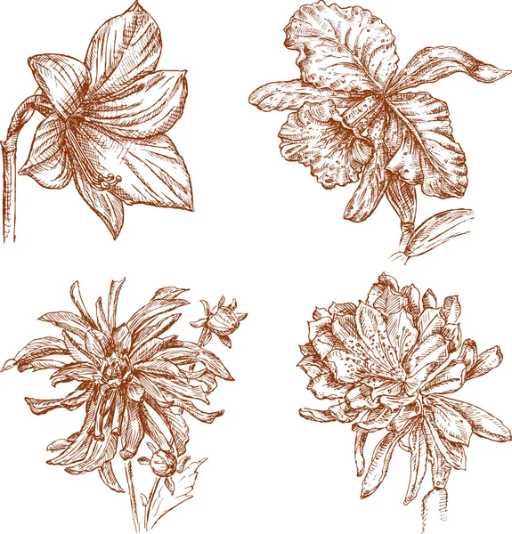 Bocetos de las flores — Archivo Imágenes Vectoriales