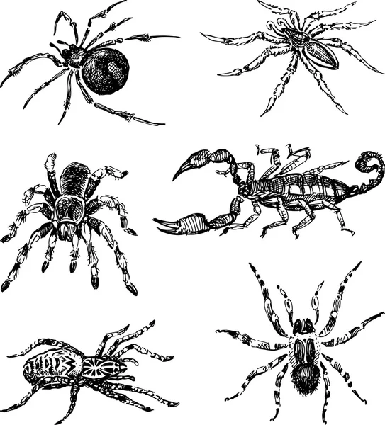 Ensemble des araignées — Image vectorielle