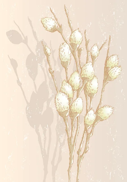 春の柳の枝 — ストックベクタ
