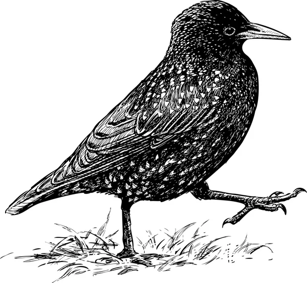 Estridente starling esboço — Vetor de Stock