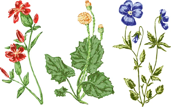Flores florecientes del prado — Vector de stock