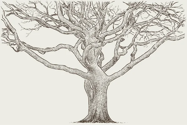 Tronco de un árbol viejo — Archivo Imágenes Vectoriales