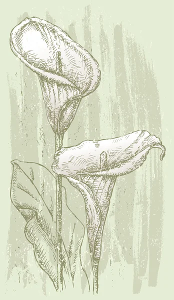 Deux calla lis — Image vectorielle