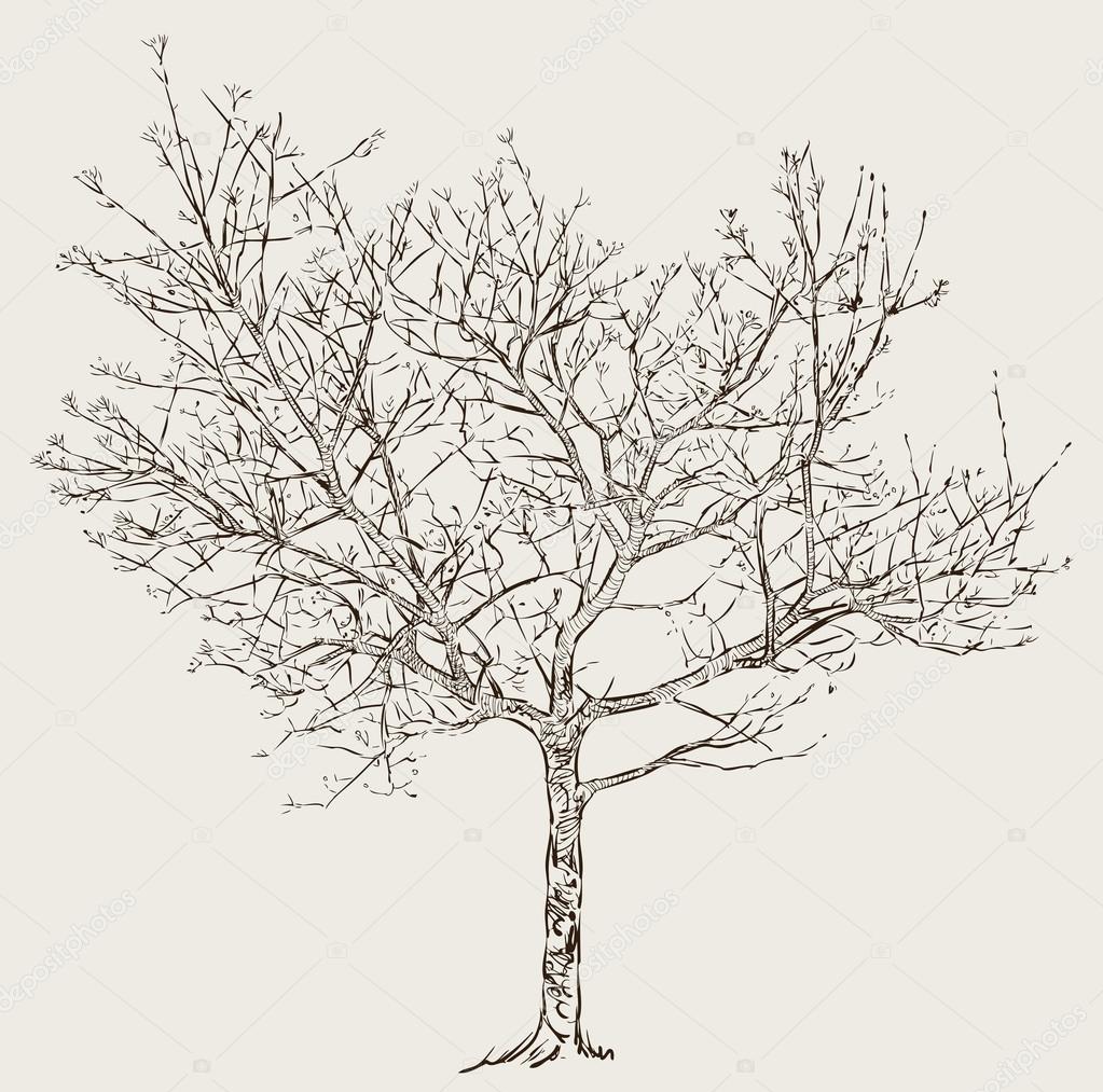 tree in the spring