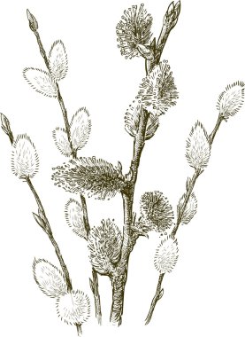 Willow twigs kroki