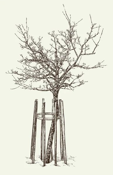 Croquis de jeune arbre — Image vectorielle