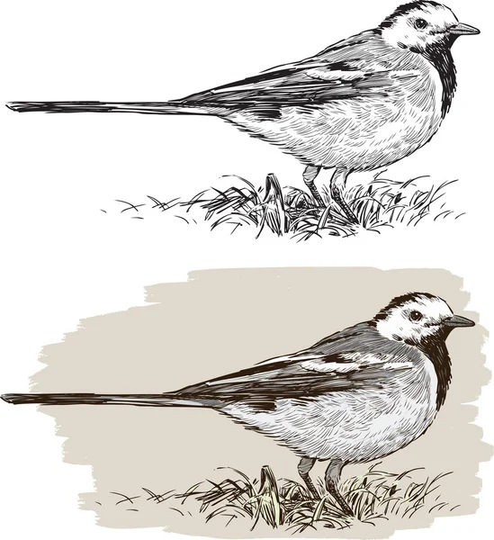 Sketch of a wagtail — Stock Vector