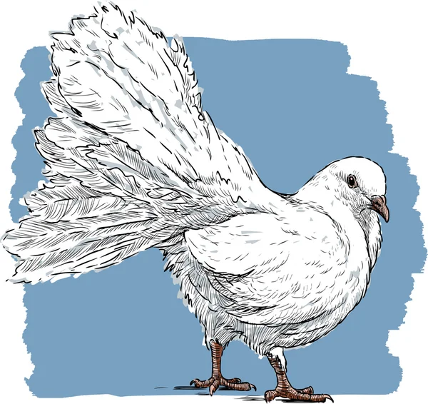 Bir yandan beyaz güvercin — Stok Vektör