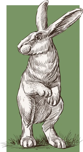 Skizze eines weißen Kaninchens — Stockvektor