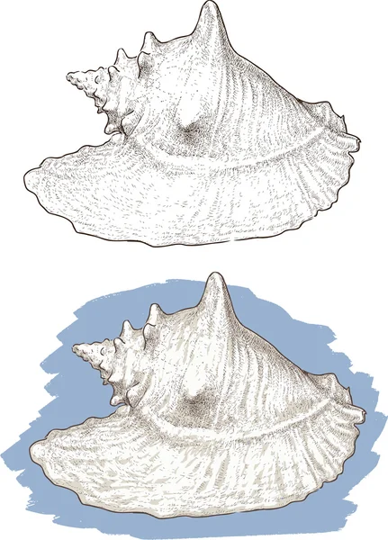 Concha do mar branco — Vetor de Stock