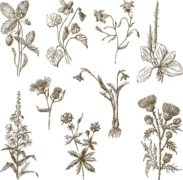 Set van wilde bloemen — Stockvector