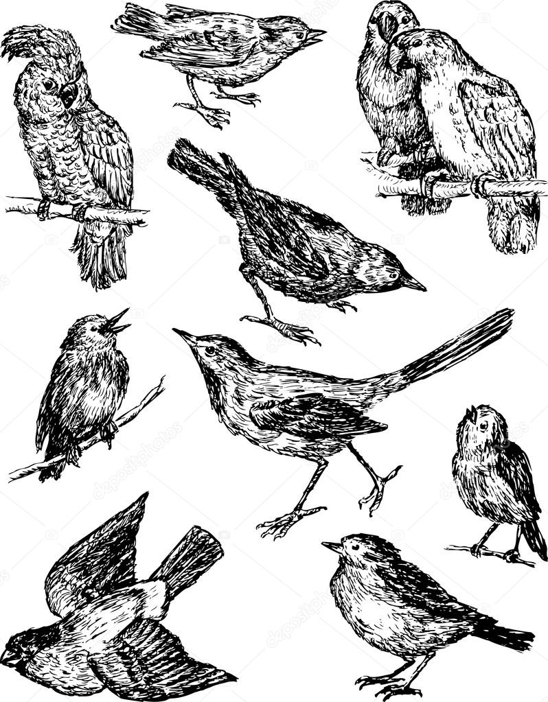 wild birds sketches