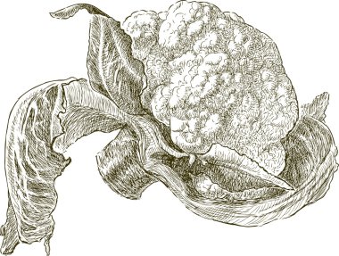 Olgun karnabahar kroki