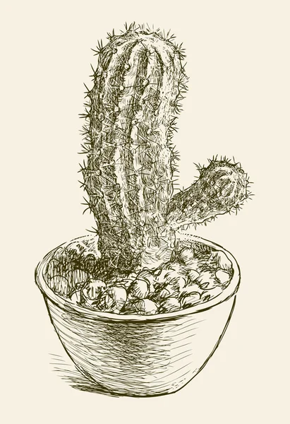 Cactus dans un pot — Image vectorielle