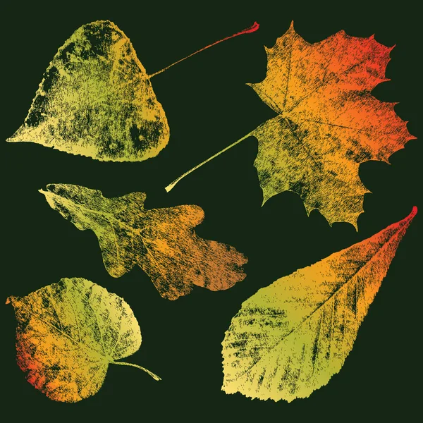 Illustration Vectorielle Des Feuilles Automne Divers Arbres Feuilles Caduques — Image vectorielle