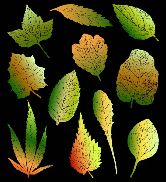 Farklı Bitkilerin Renkli Siluet Yapraklarının Vektör Çizimi — Stok Vektör