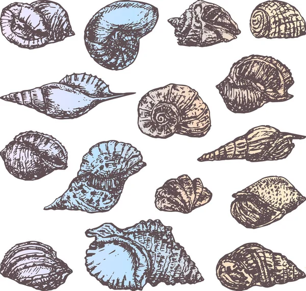 Çeşitli Deniz Kabukları Çizimlerinin Vektör Görüntüsü — Stok Vektör