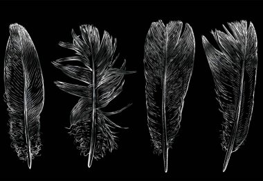 Çeşitli güvercin tüylerinin serbest çizimleri
