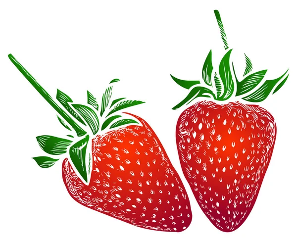 Vector Image Drawn Decorative Red Ripe Strawberries — Stock Vector