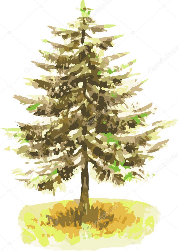 Vector watercolor illustration of fir tree in autumn