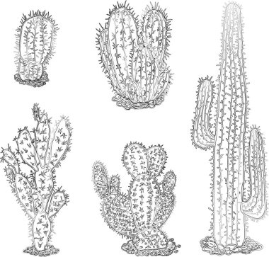 Vektör hatları çeşitli çöl kaktüsleri çizer