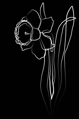 Nazik tek nergisin vektör çizimi