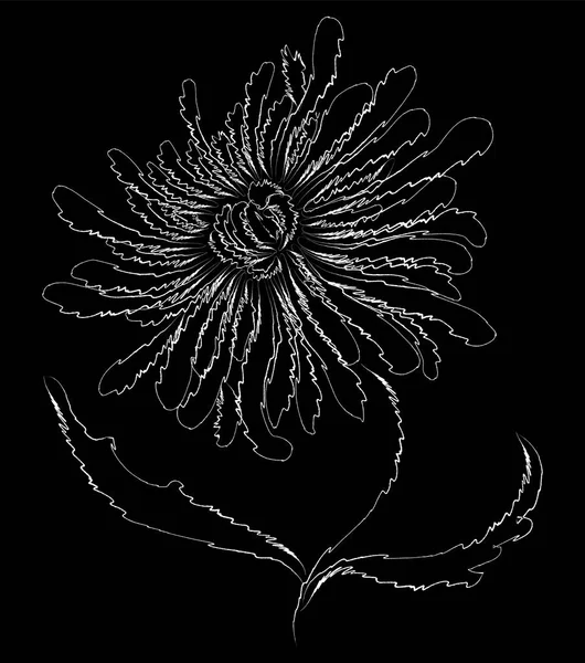 Disegno Doodle Contorno Vettoriale Singolo Fiore Crisantemo Decorativo — Vettoriale Stock