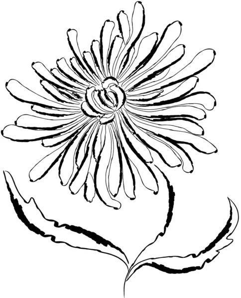 Dibujo Del Esquema Vectorial Flor Decorativa Crisantemo — Archivo Imágenes Vectoriales