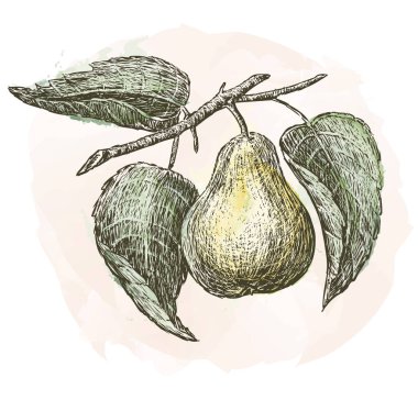 Ağaç dalına suluboya ile boyanmış olgun armudun vektör çizimi 