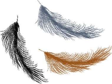 Soyut kuş tüylerinin vektör karalama çizimleri