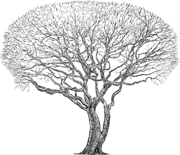 Контурний Малюнок Силуету Старого Одиночного Листяного Дерева Холодну Пору Року — стоковий вектор