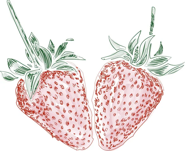两种装饰成熟草莓的矢量等高线绘制 — 图库矢量图片