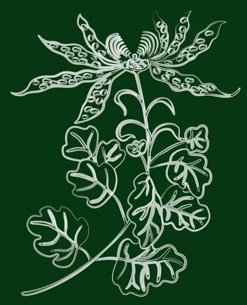 Disegno Pennello Acquerello Vettoriale Fiore Orchidea Decorativo — Vettoriale Stock