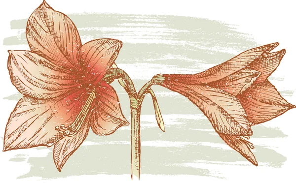 Schiță de amaryllis — Fotografie de stoc gratuită