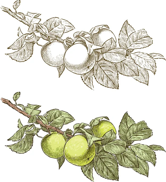 Κλαδί μηλιάς — Διανυσματικό Αρχείο