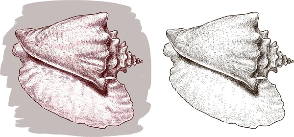 Cáscara marina grande — Archivo Imágenes Vectoriales