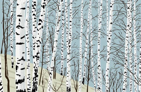 Bouleaux dans le bosquet de printemps — Image vectorielle