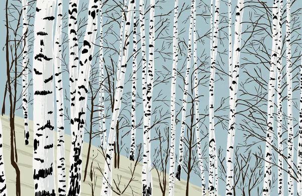 Birches in the spring grove — Stock Vector