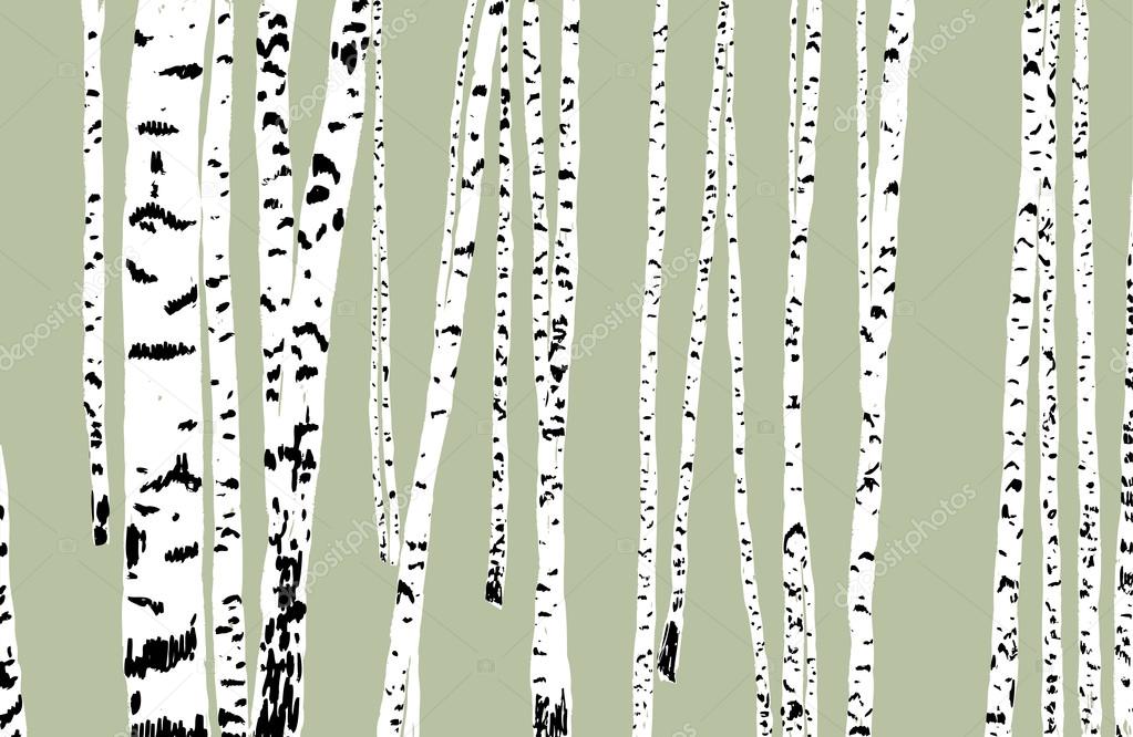 trees in birch grove
