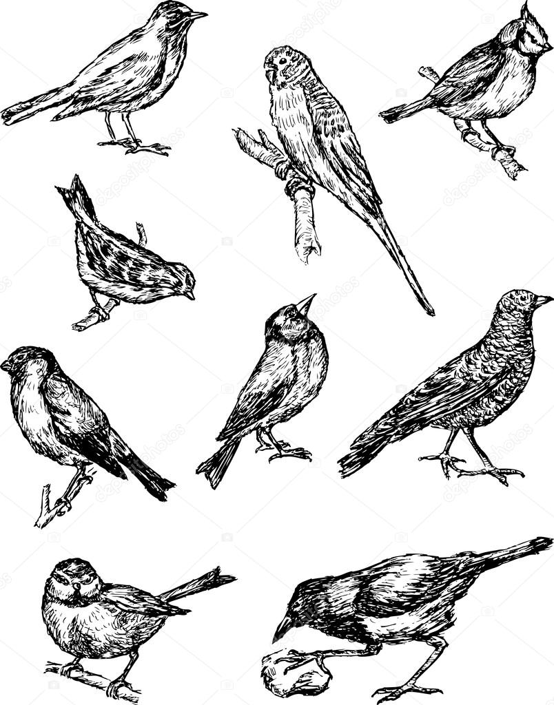various birds sketches