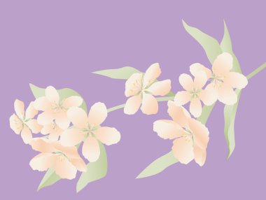 Elma ağacının çiçek açan dalı