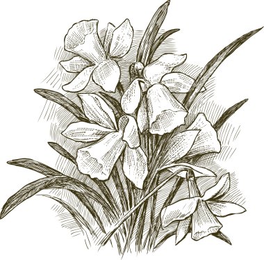narcissus oluşan