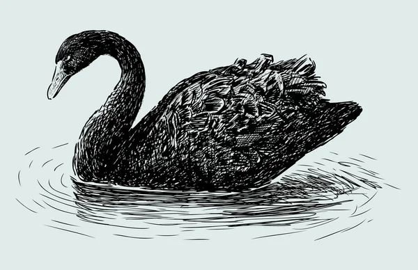Чёрный лебедь — стоковый вектор