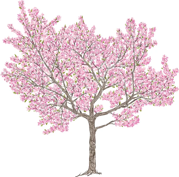 Kersenboom in het voorjaar — Stockvector